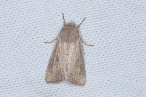 Réf. 207 297 : Leucania obsoleta